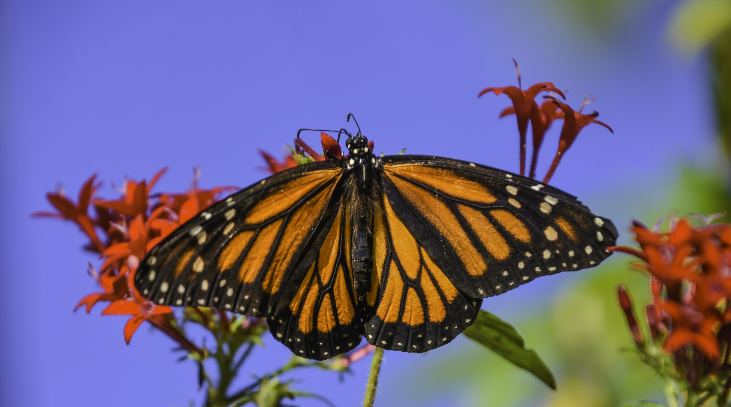 A monarch butterfly sits on a plant with small, red flowers. Its wings are open, and its black and orange colors are in stark contrast to the vibrant blue of the sky behind it.