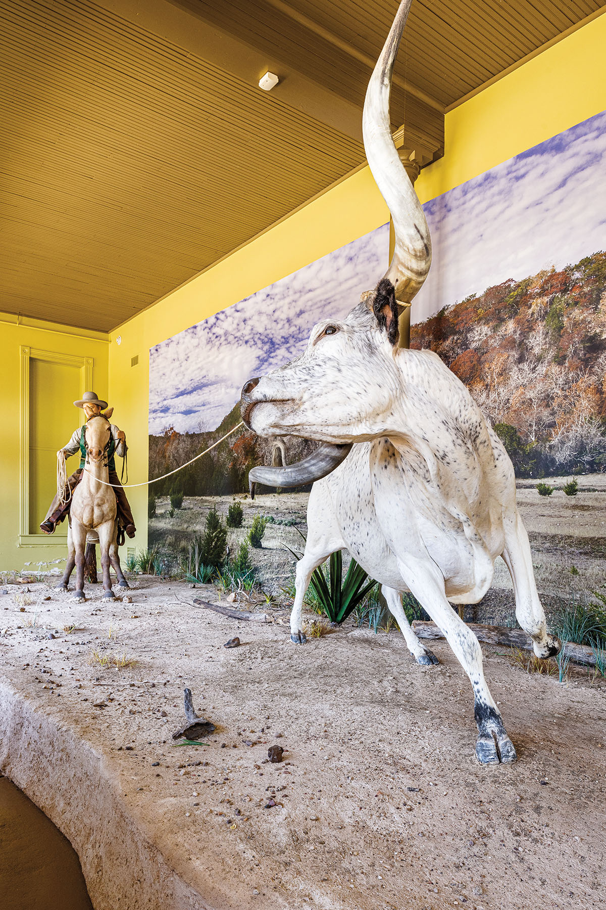 A taxidermy longhorn in front of a large photograph and yellow paint