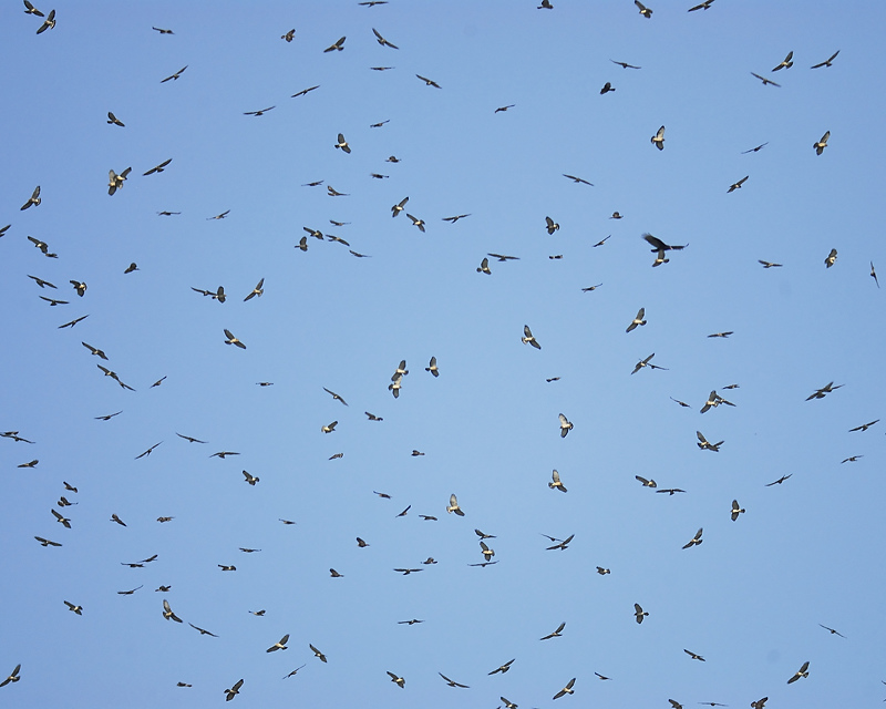 A large swarm of hawks in the sky