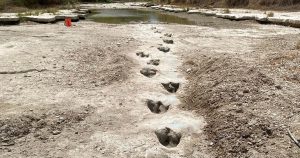 New Discovery of Dinosaur Tracks Adds to Glen Rose’s Dino-mite Collection