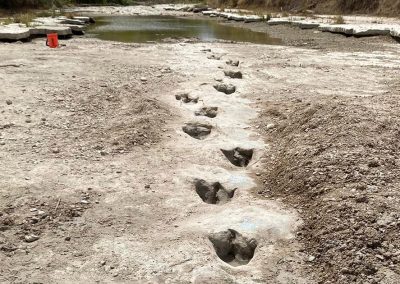 New Discovery of Dinosaur Tracks Adds to Glen Rose’s Dino-mite Collection