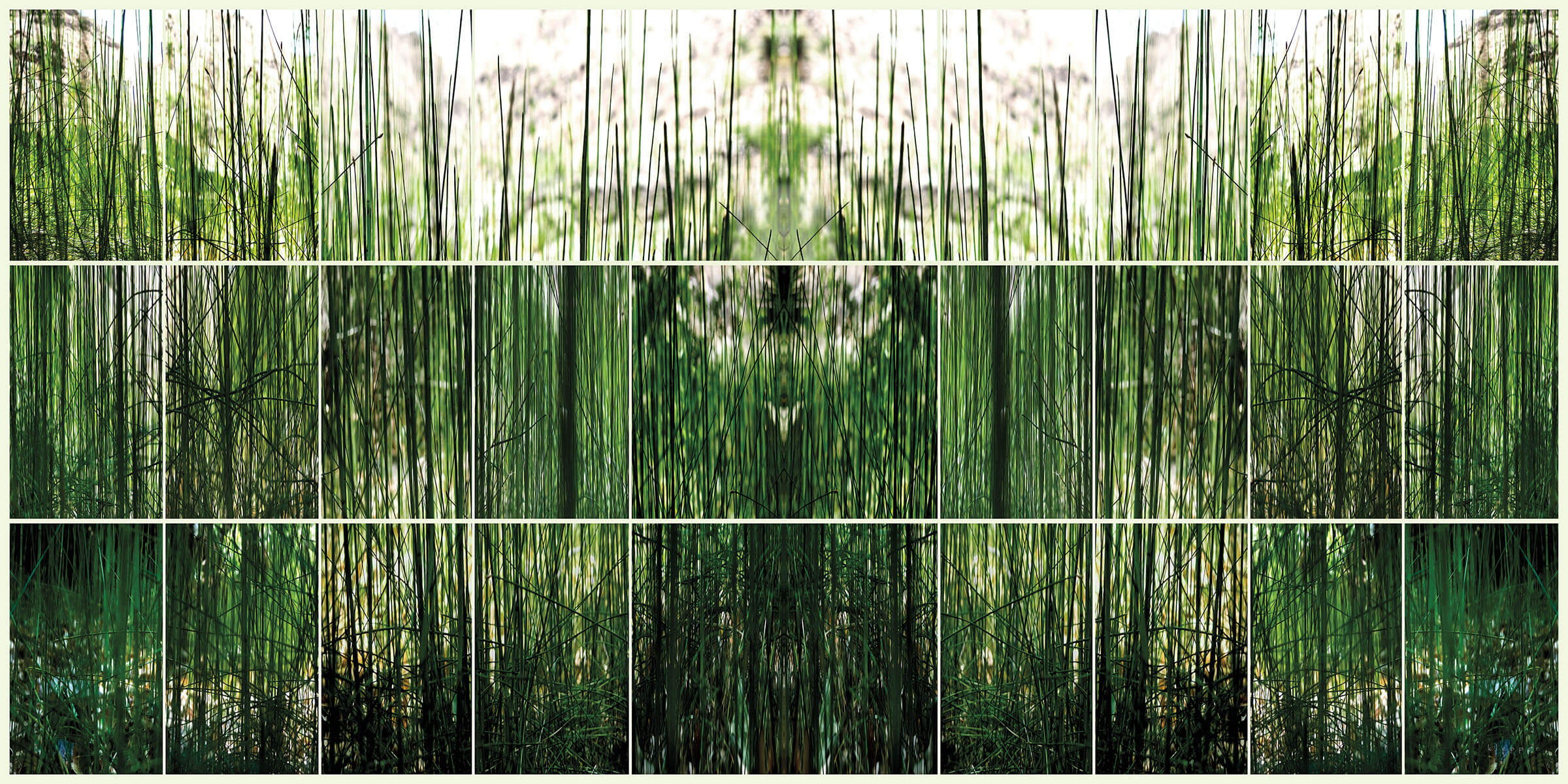 A composite image of various scenes of green grasses and light