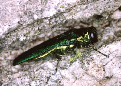 As the Emerald Ash Borer Expands Its Texas Invasion, There Are Ways to Help Stop the Spread
