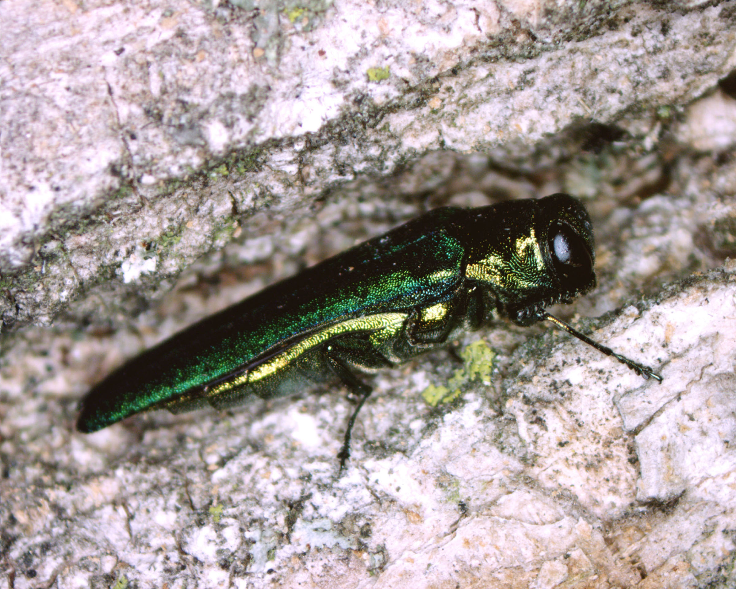 A bright green beetle within a grayish brown piece of wood