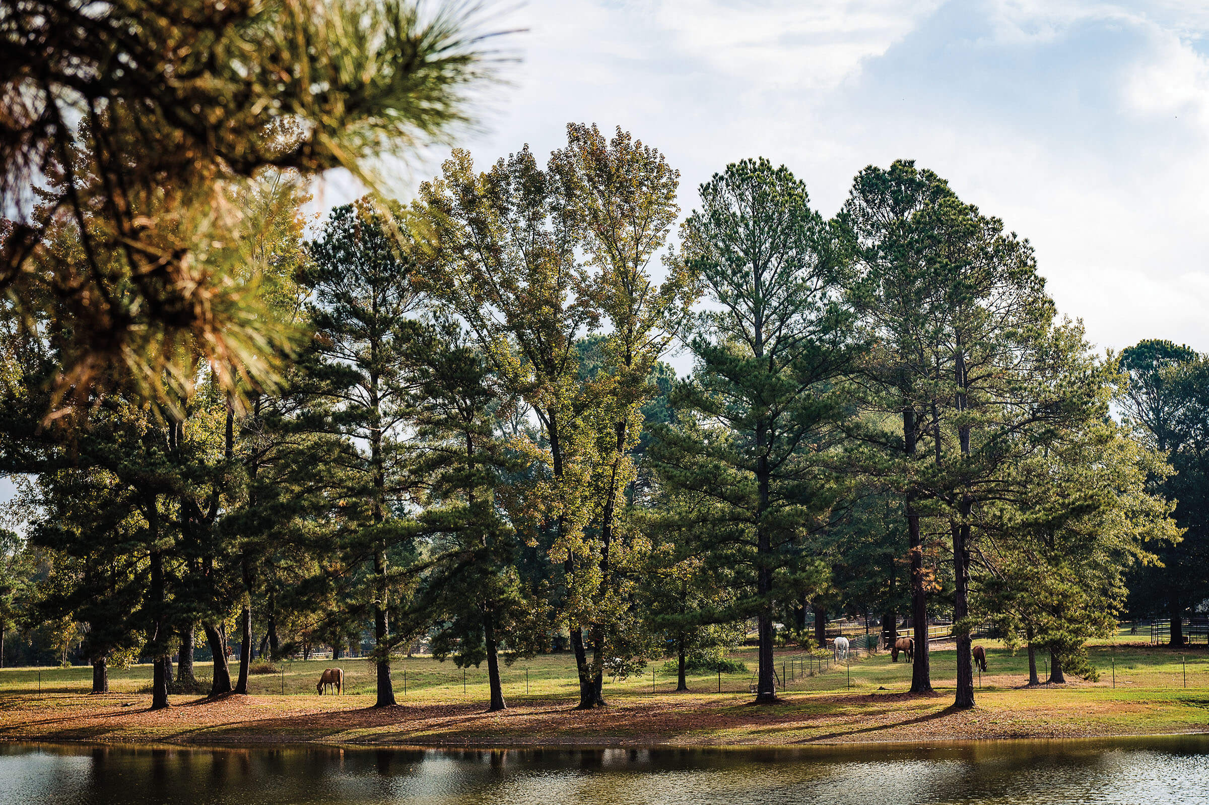 Tall trees around a pool of cool water