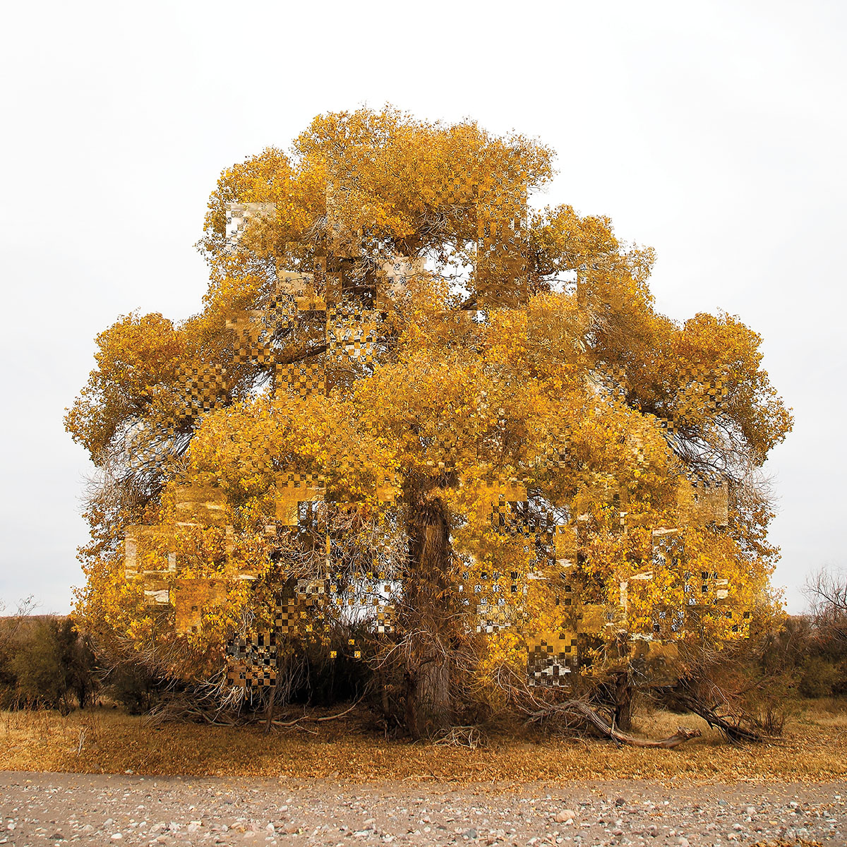 A composite, slightly altered image of an orange cottonwood with leaves below