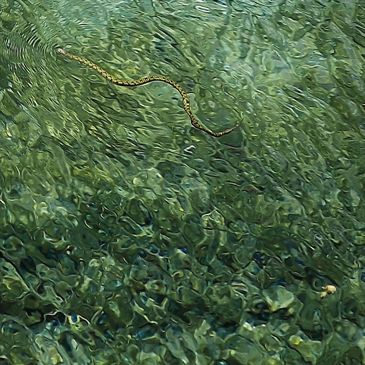 A checkered snake swimming in bright green water