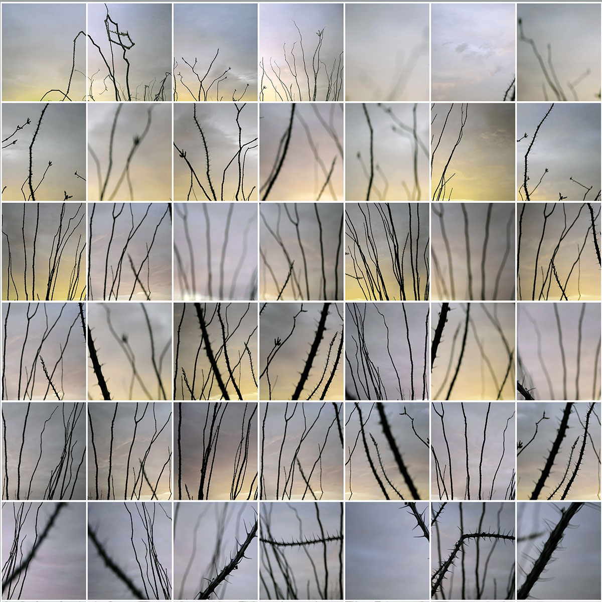 A collection of close-up images of desert ocotillo