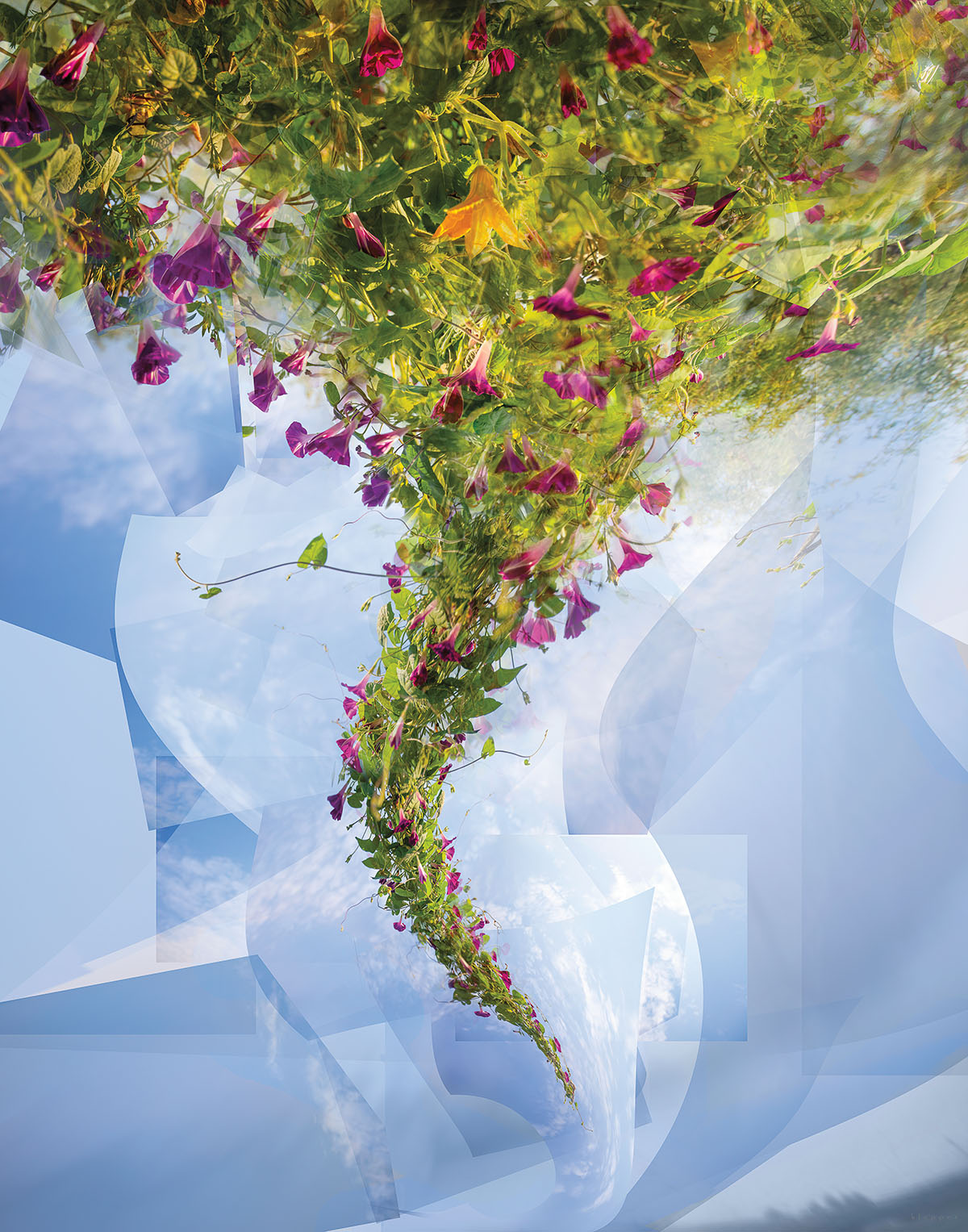 A collage of grasses and flowers in the shape of a tornado on blue sky