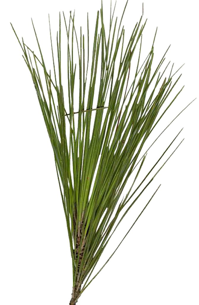 A swath of long green pine needles