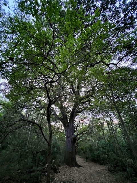 a tall old oak tree