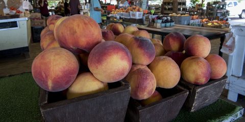 Symbols of Texas - Texas Highways