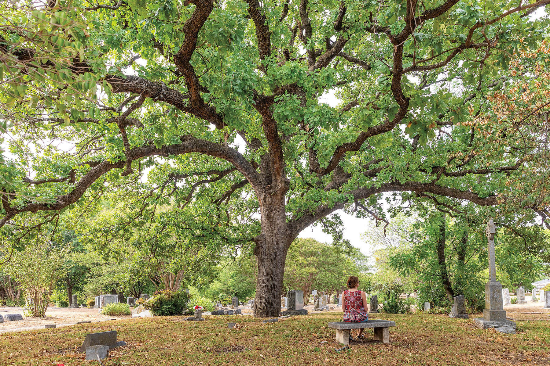 A person sits on a bench beneath a large Live Oak tree in a cemetery