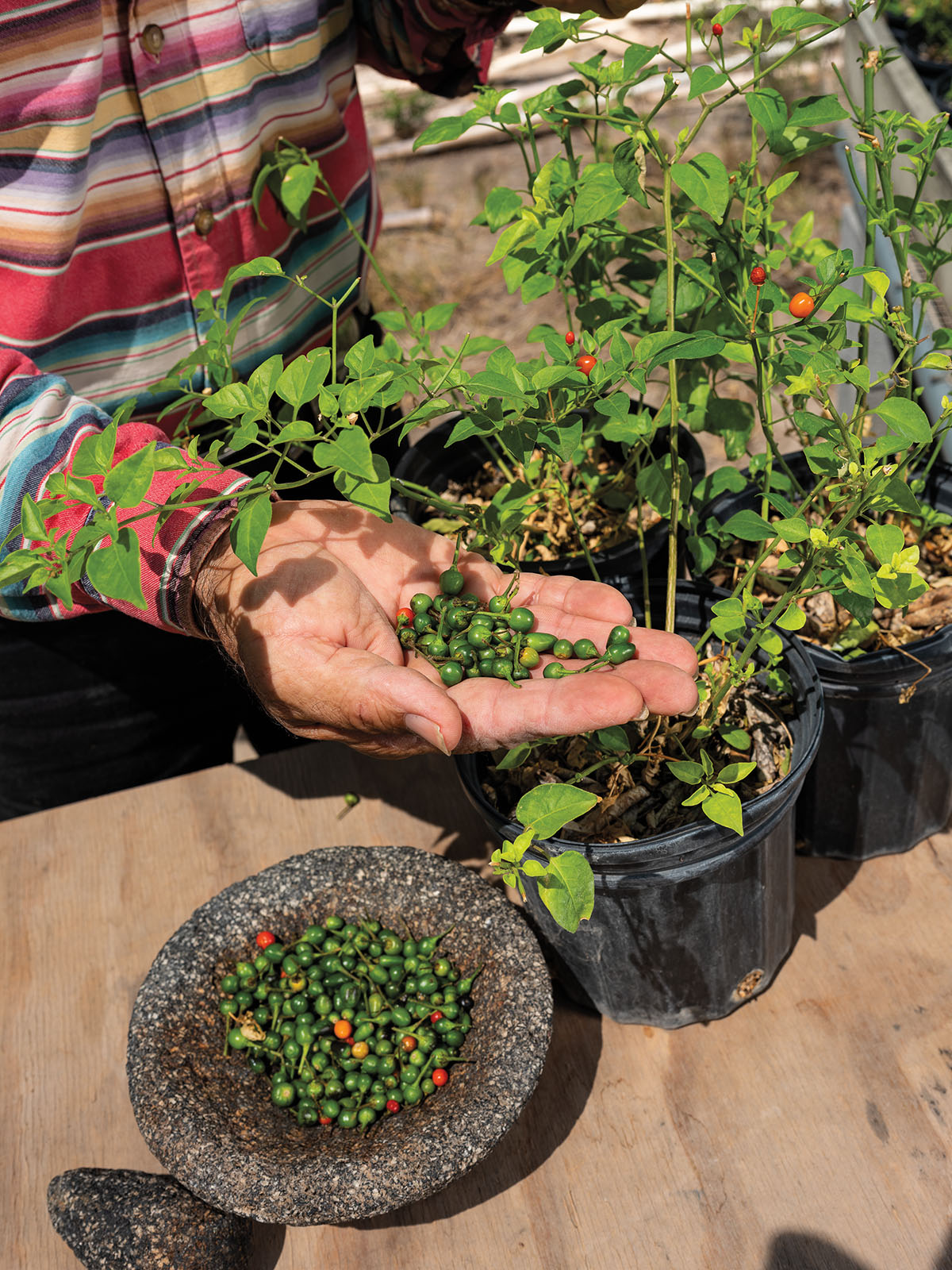 A person holds a handful of green chile pequins in their hand next to a small plant and molcajete full of peppers