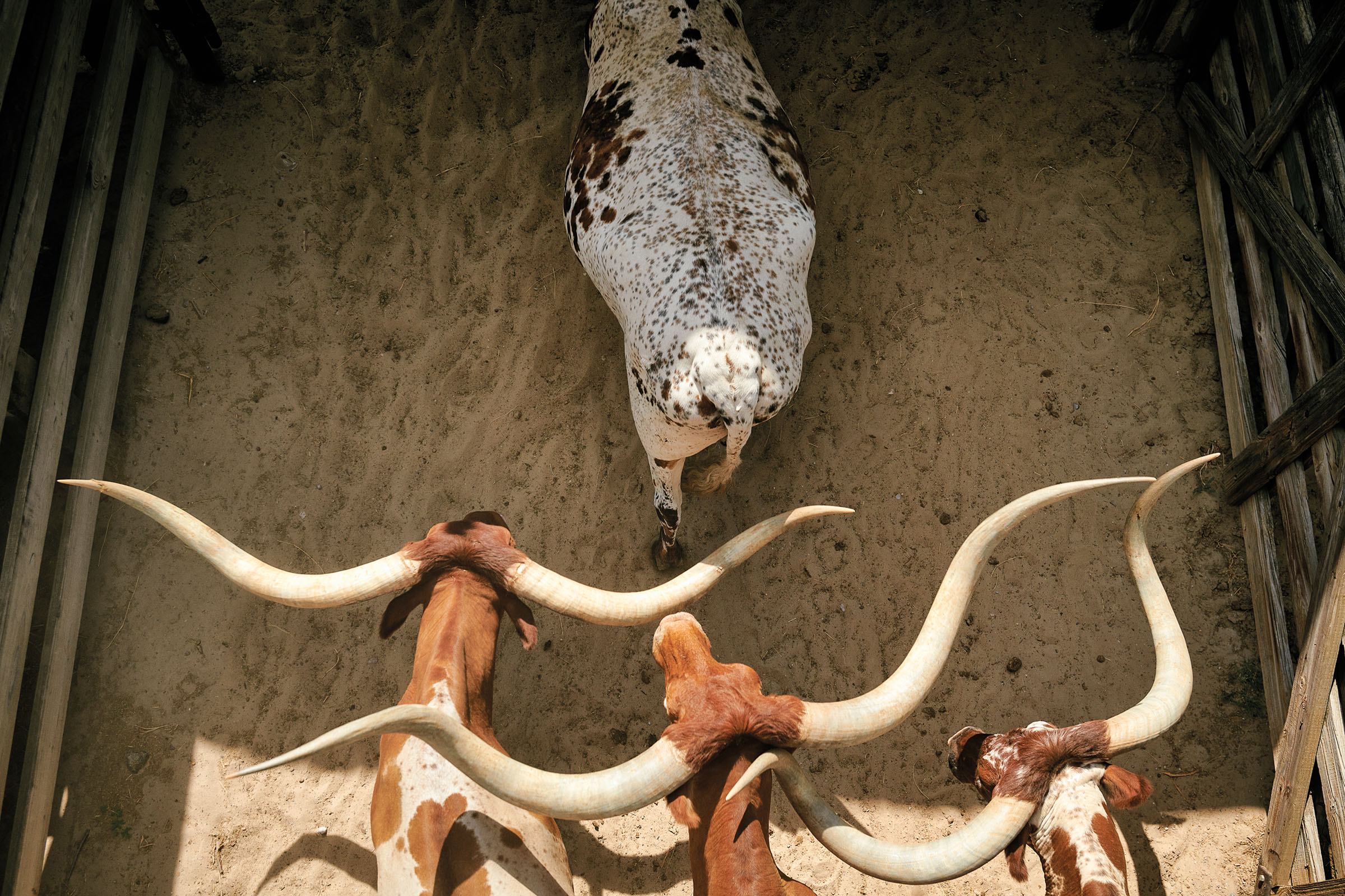 An overhead view of longhorn cattle walking on a dirt corral