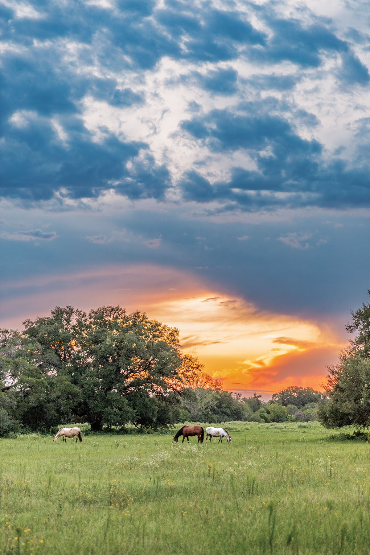 Three horses stand in a bright green pasture under a cloudy sunset