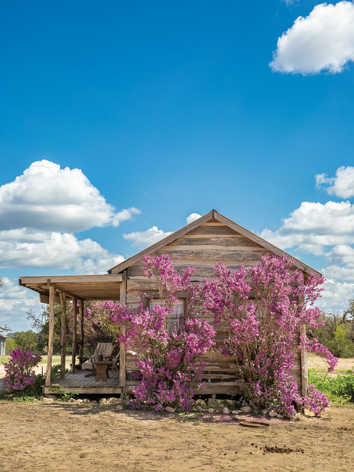 The exterior of a log cabin-style building under blue sky with a large bright purple sage in front