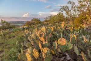 The Texas State Plant: Prickly Pear Cactus