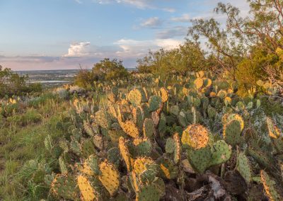 The Texas State Plant: Prickly Pear Cactus