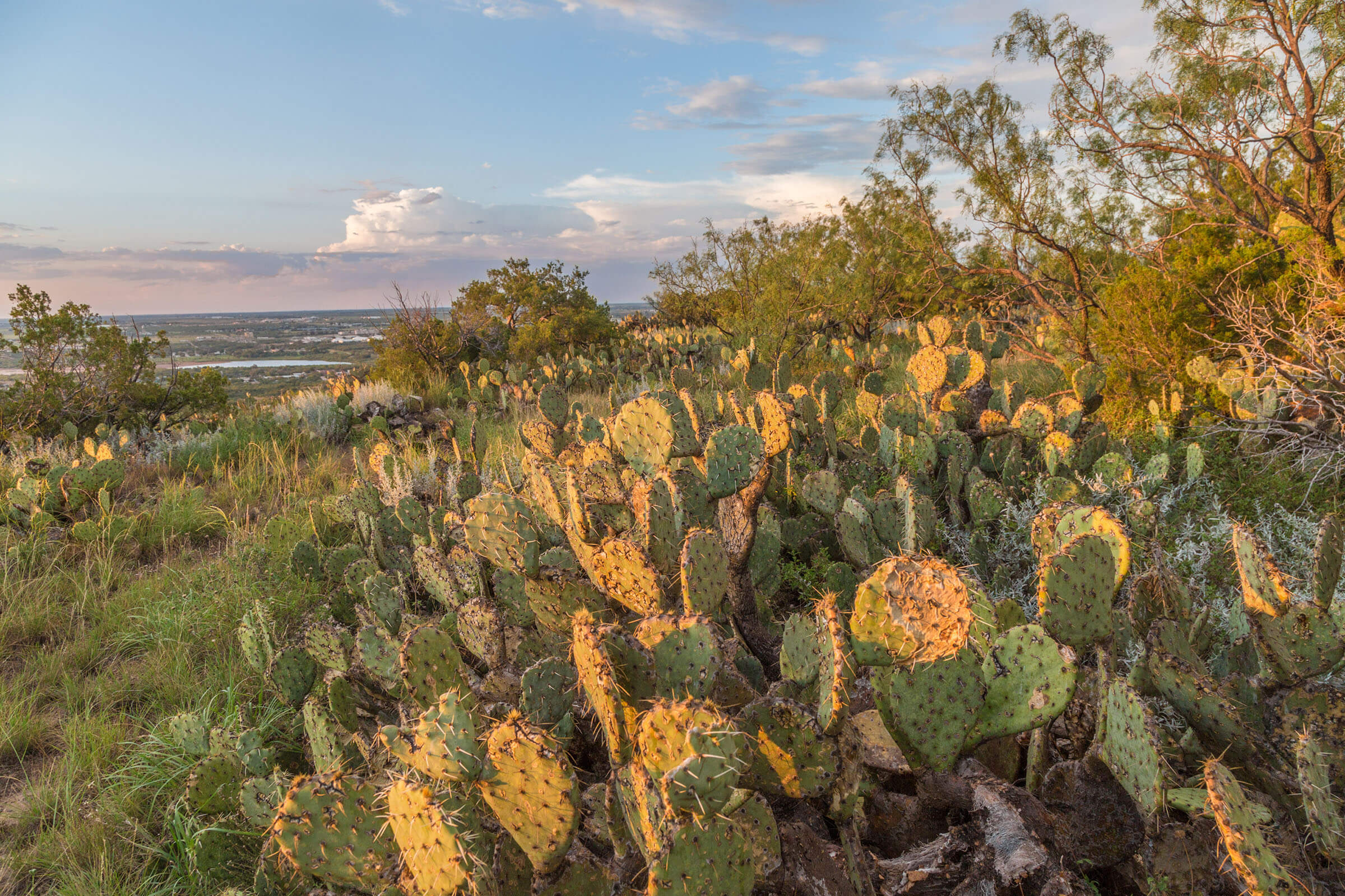 A field of prickly pear cacti on the side of a hill under blue sky