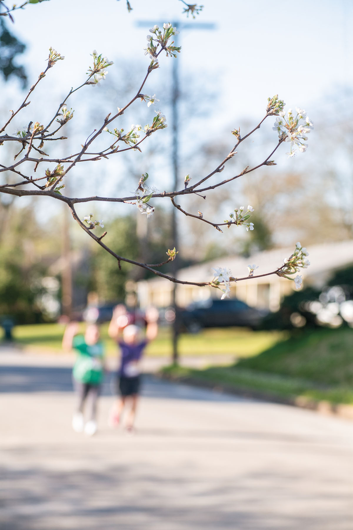 A blooming tree is in the foreground of a pair of runners on a street in a serene setting