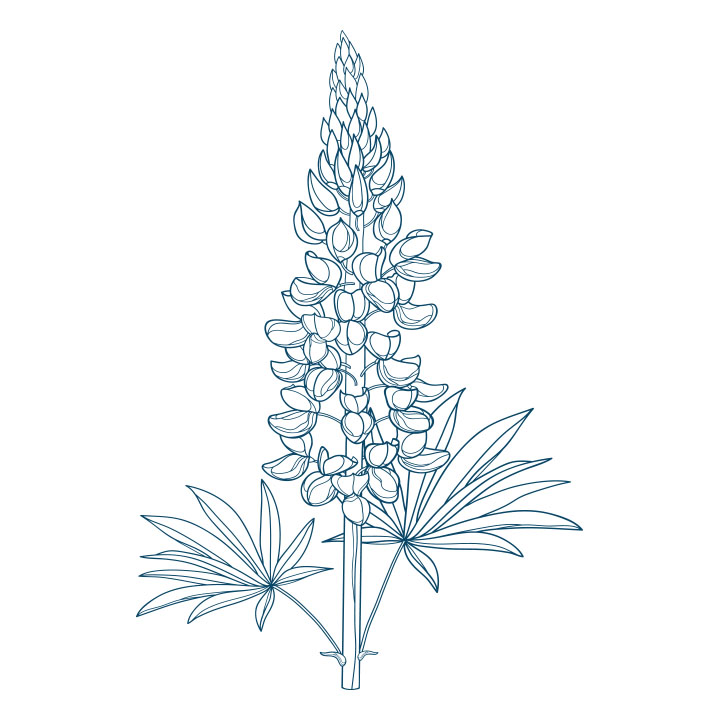 An illustration of a bluebonnet