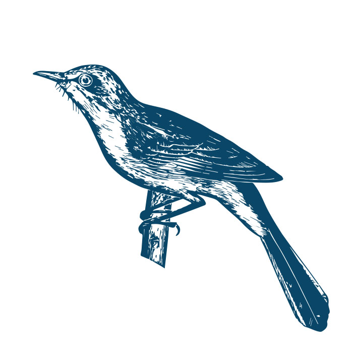An illustration of a mockingbird