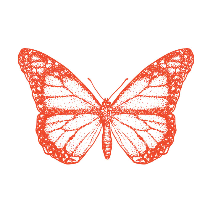 An illustration of a Monarch butterfly