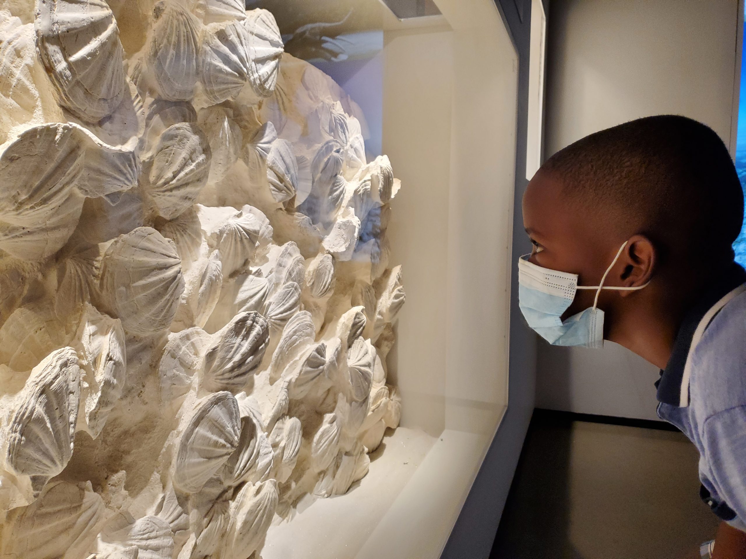 A young Black boy wearing a mask peers into a large wall-mounted display case featuring fossilized seashells.