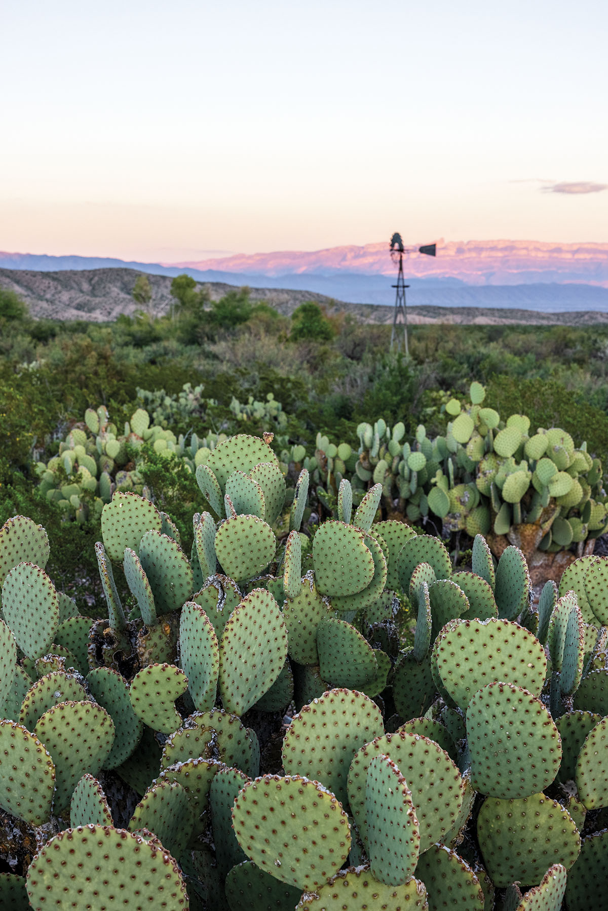 A field of prickly pear cacti under a colorful sunset with a windmill in the background