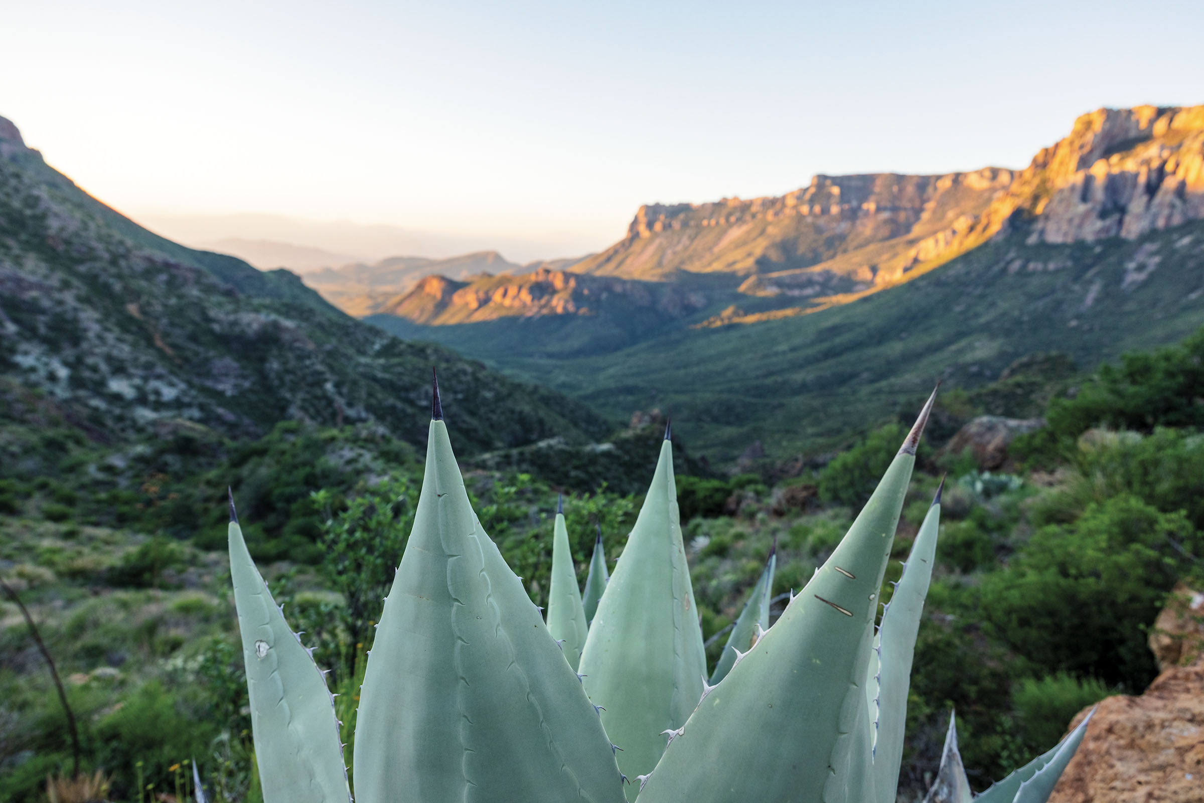 Spiny, blue-gray cacti peek over a valley illuminated by sun shining on the Chisos mountains