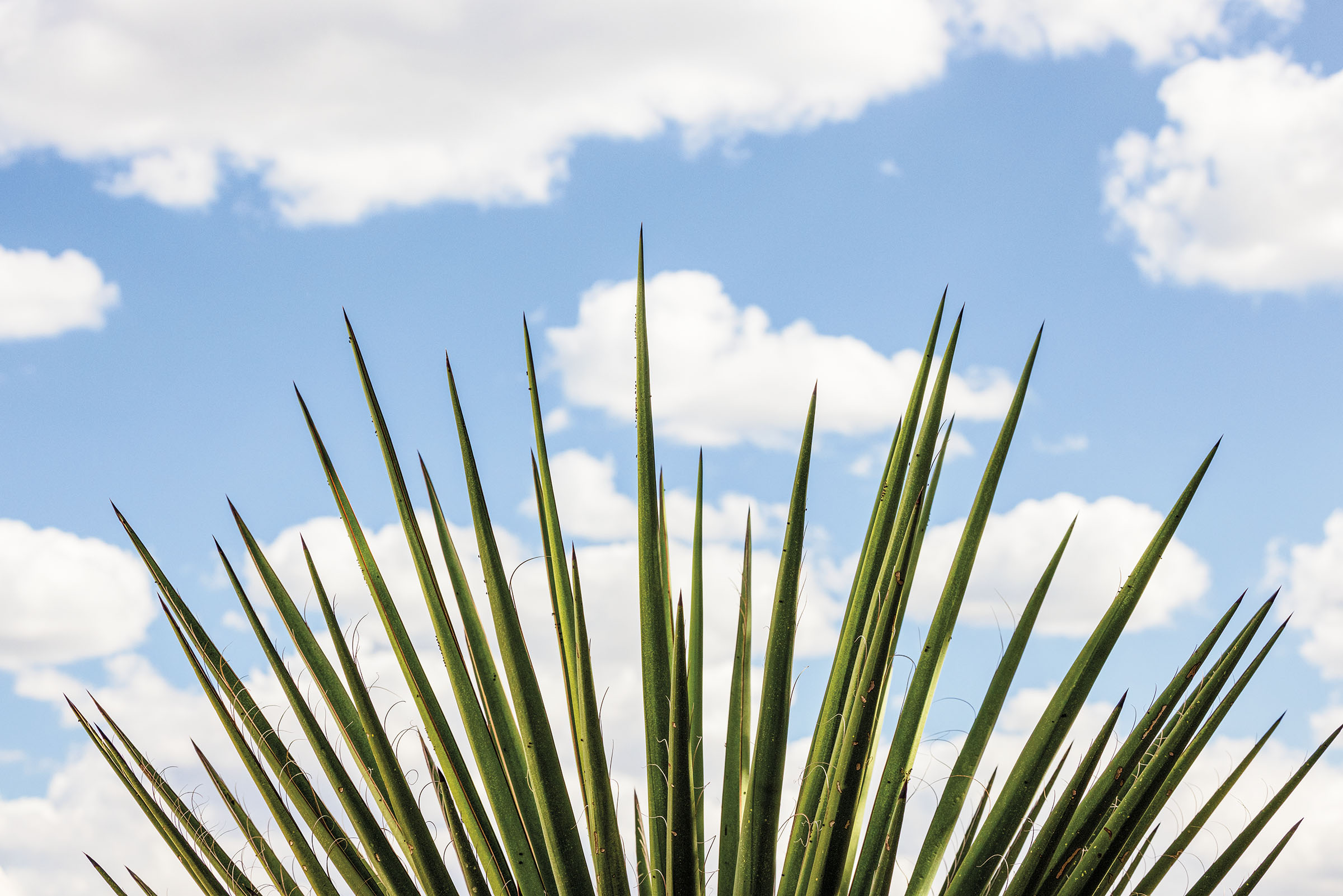 Spiky green leaves of a Yucca cactus against a backdrop of blue skies with white clouds