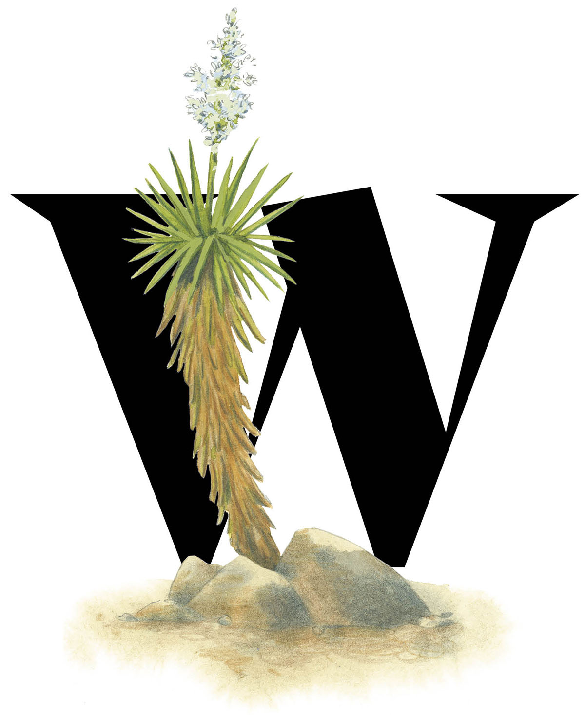 A letter W with an illustration of a faxon yucca