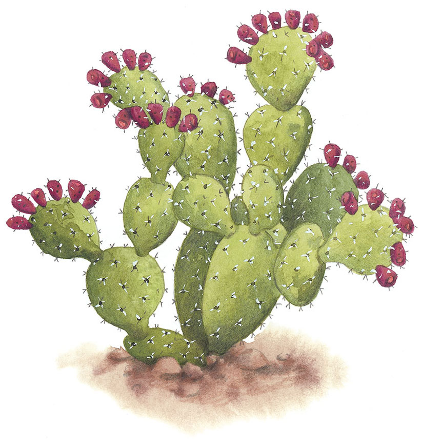 An illustration of a green prickly pear cactus with dark purple tunas on top pads