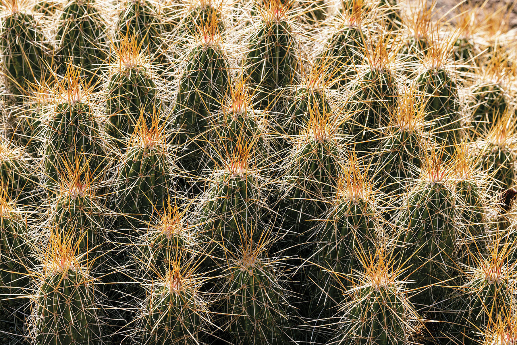 A collection of dark green cacti with sharp yellow spikes