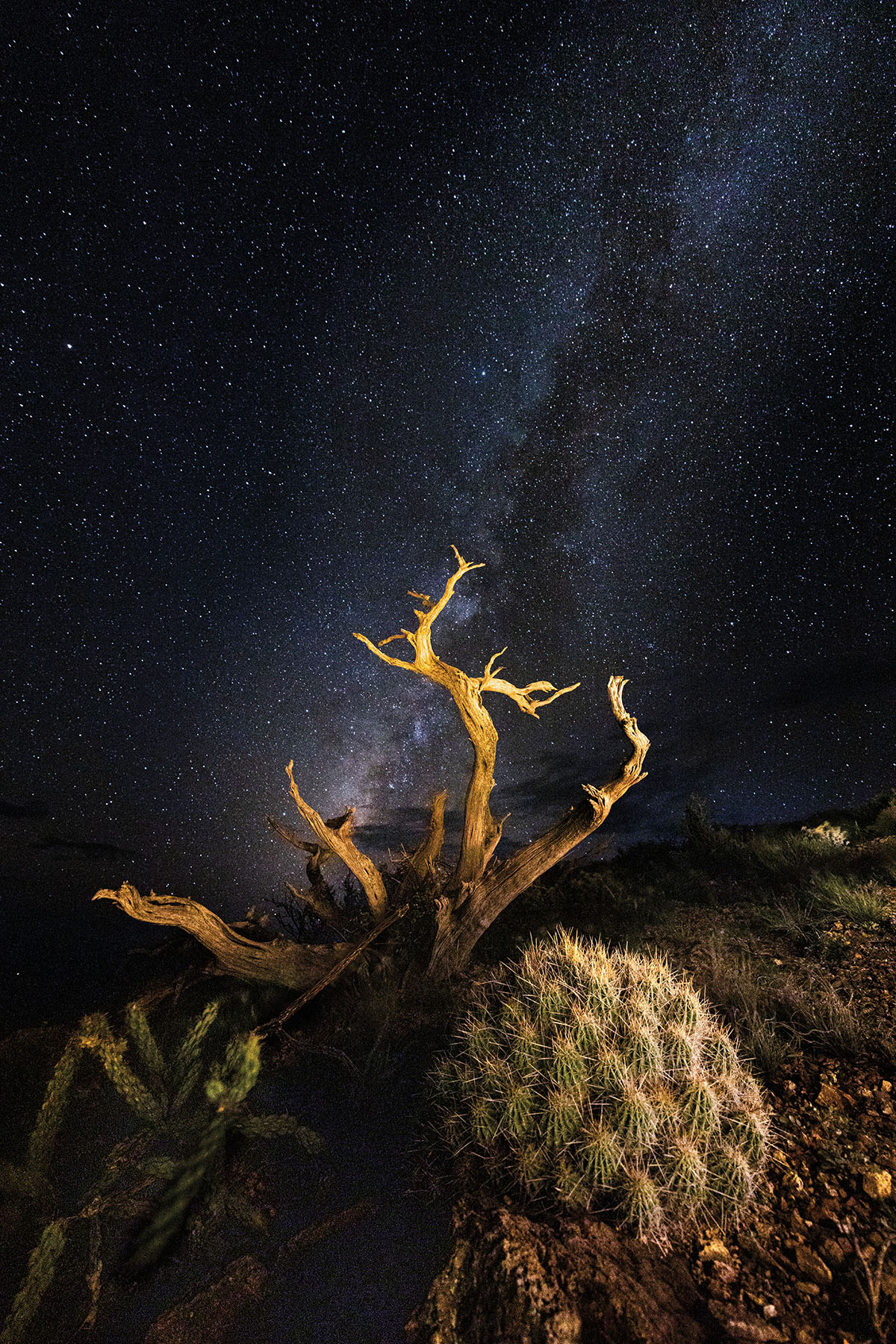 A dead tree in front of a vivid night sky scene