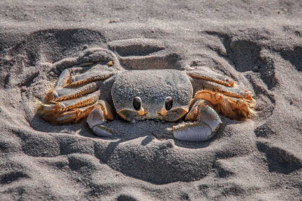 A gray and orange crab covered in dark gray sand