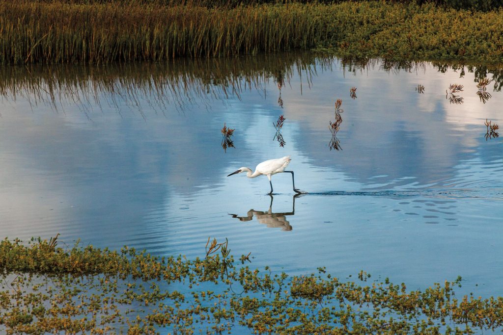 A white bird with long black legs leans down into still blue water