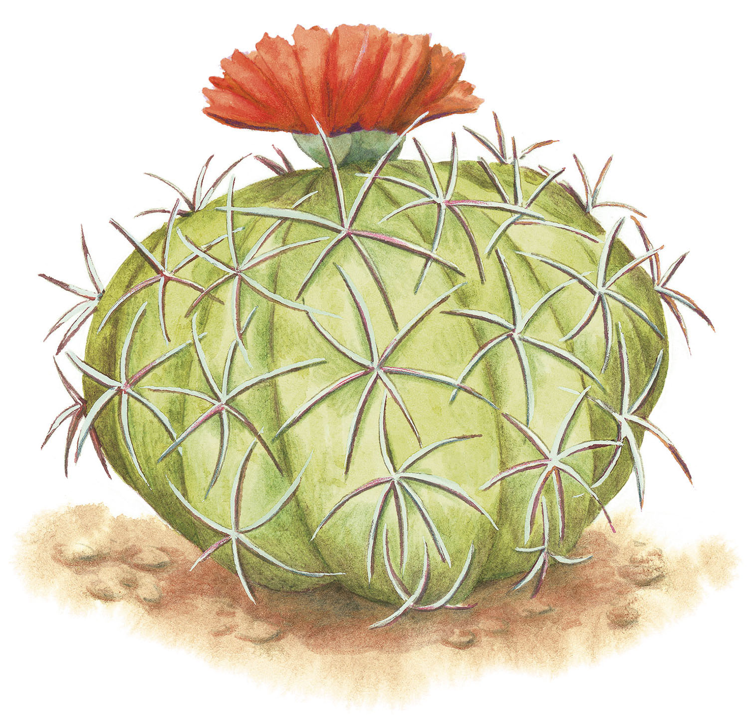 An illustration of an Eagle Claw cactus, a small round cactus with numerous spikes and a pink flower on top