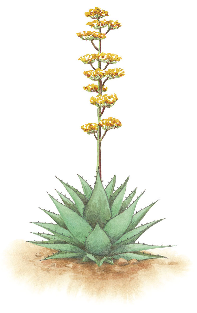 An illustration of a tall spiny cacti with a large flower growing from the top