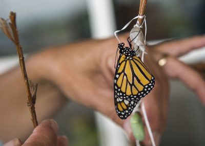 The Texas State Insect: Monarch Butterfly