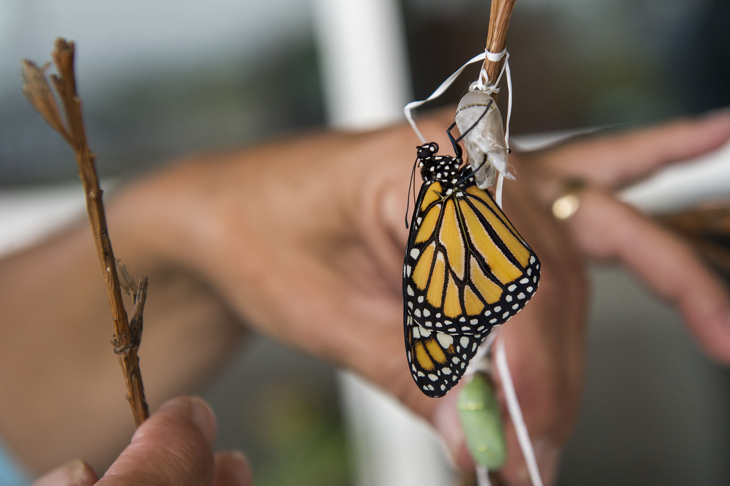 The orange and black wings of a Monarch Butterfly carefully perched on a wooden stick