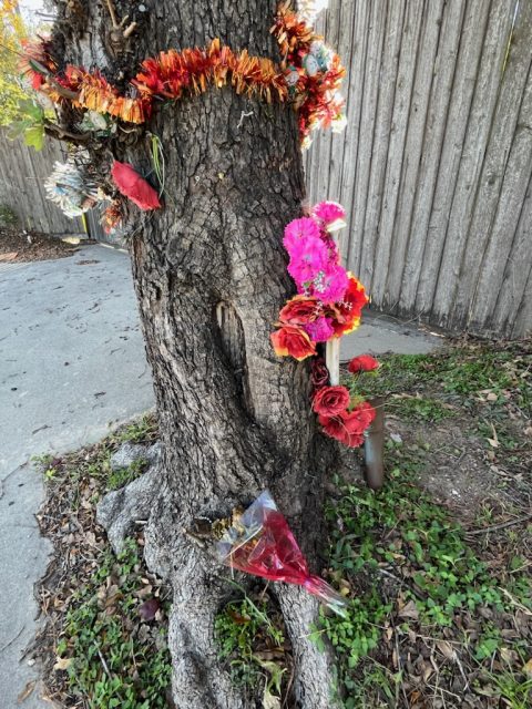 Roadside Oddity: The Virgin Mary Tree In Houston's Garden Oaks Neighborhood