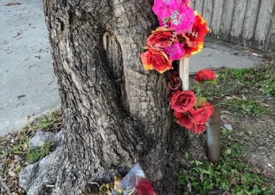 Roadside Oddity: the Virgin Mary Tree in Houston’s Garden Oaks Neighborhood