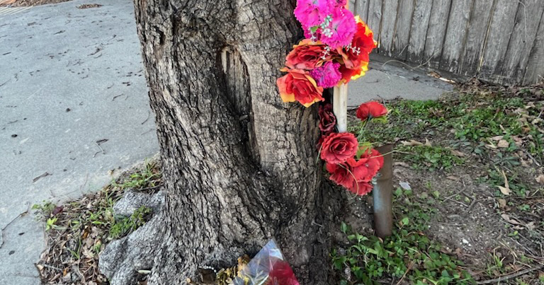 Roadside Oddity: the Virgin Mary Tree in Houston’s Garden Oaks Neighborhood