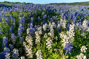 The Texas State Flower: Bluebonnet