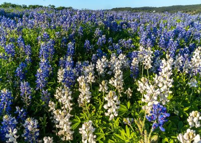 Wildflowers of Texas