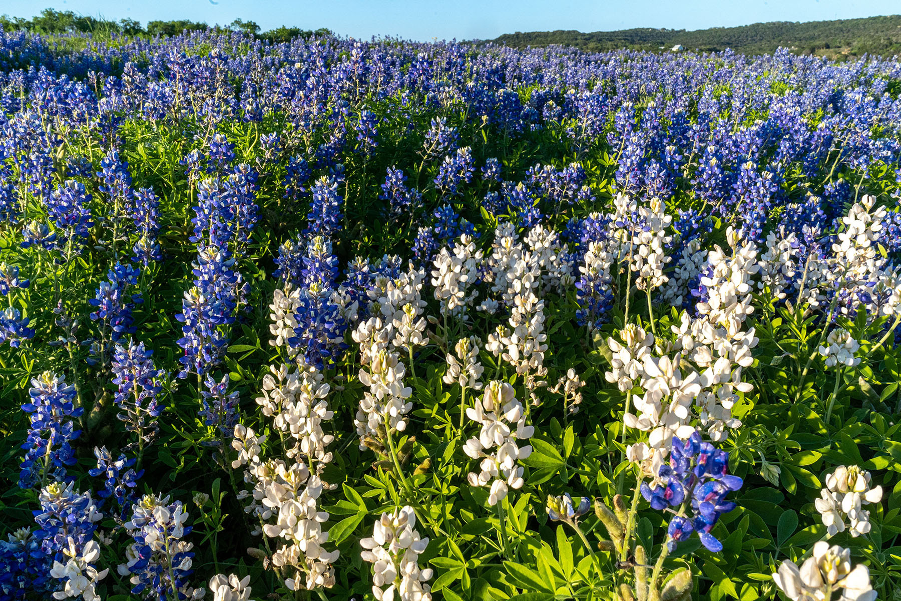 A field of bluebonnets in brilliant blue and white under blue sky