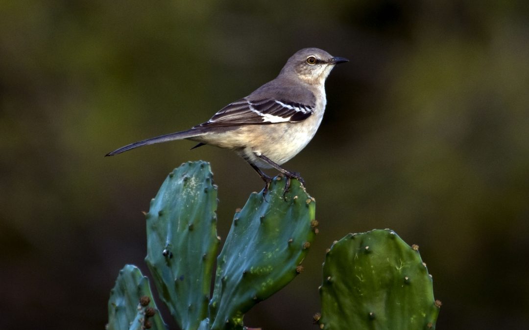 The Texas State Bird: Mockingbird