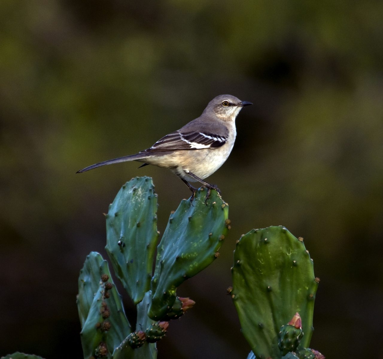 The Texas State Bird: Mockingbird